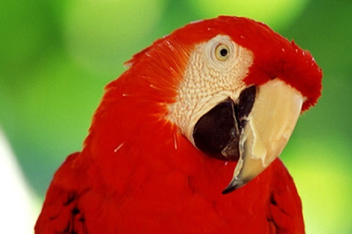 Take a short Brazil vacation with Southern Crossings, including parrots and macaws in the Pantanal Jungle.