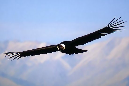 A photo of a huge Andean condor, taken on a Colca Canyon tour by Southern Crossings.