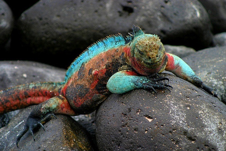 turquoise and orange galapagos islands iguana black rocks