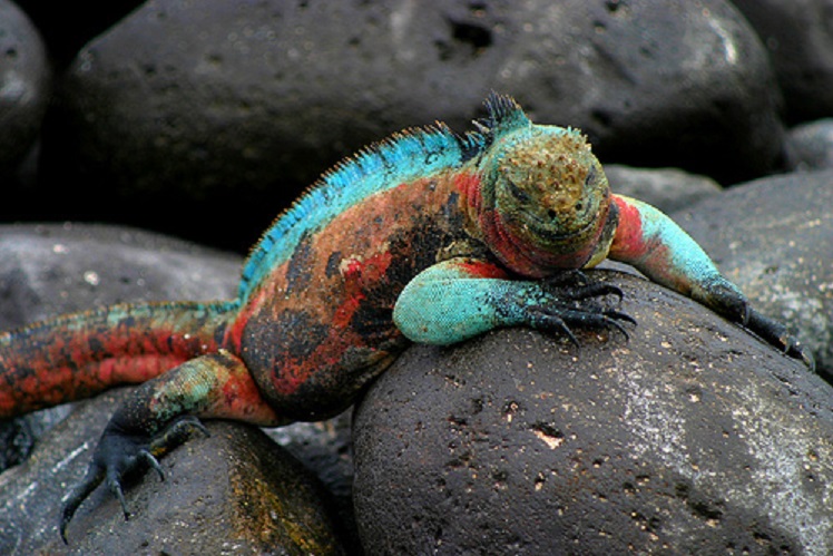 Galapagos Iguana on a land based galapagos islands vacation