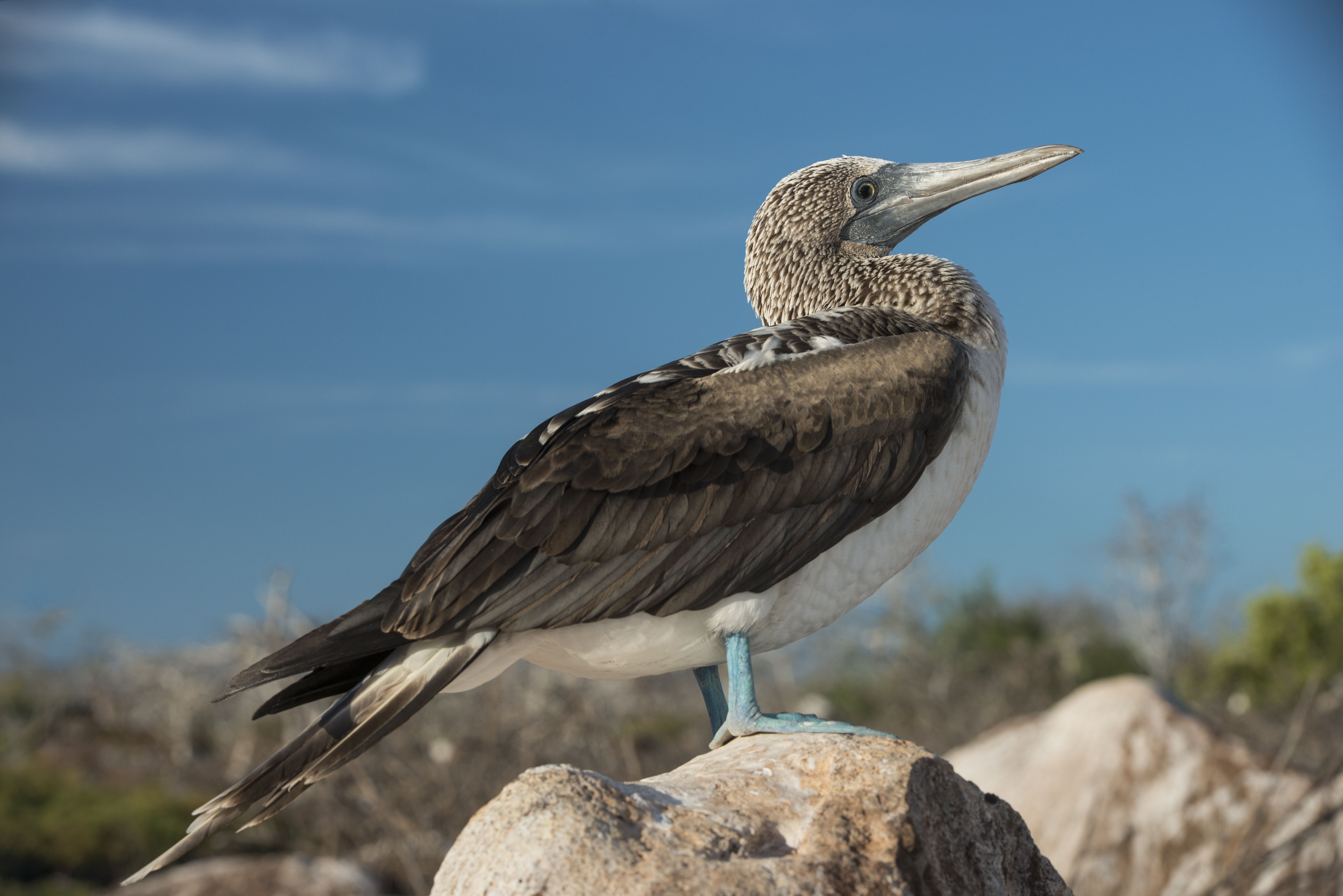 Blue-footed Booby