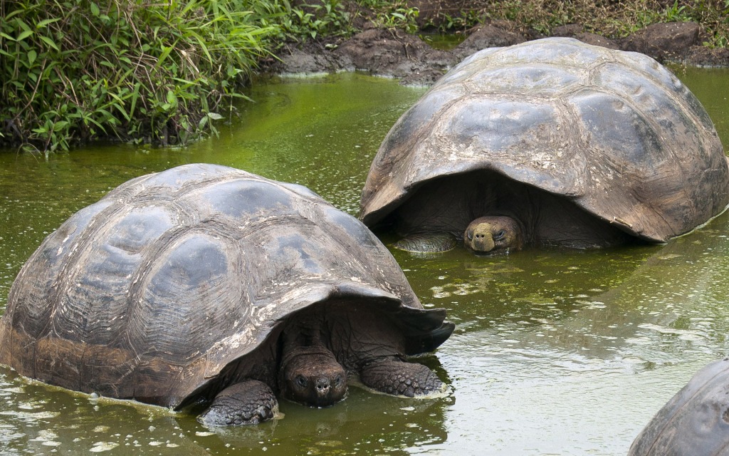 visit to a giant tortoise reserve on a galapagos islands cruise tour