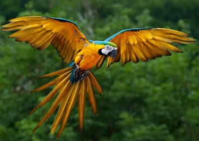 blue and yellow macaw